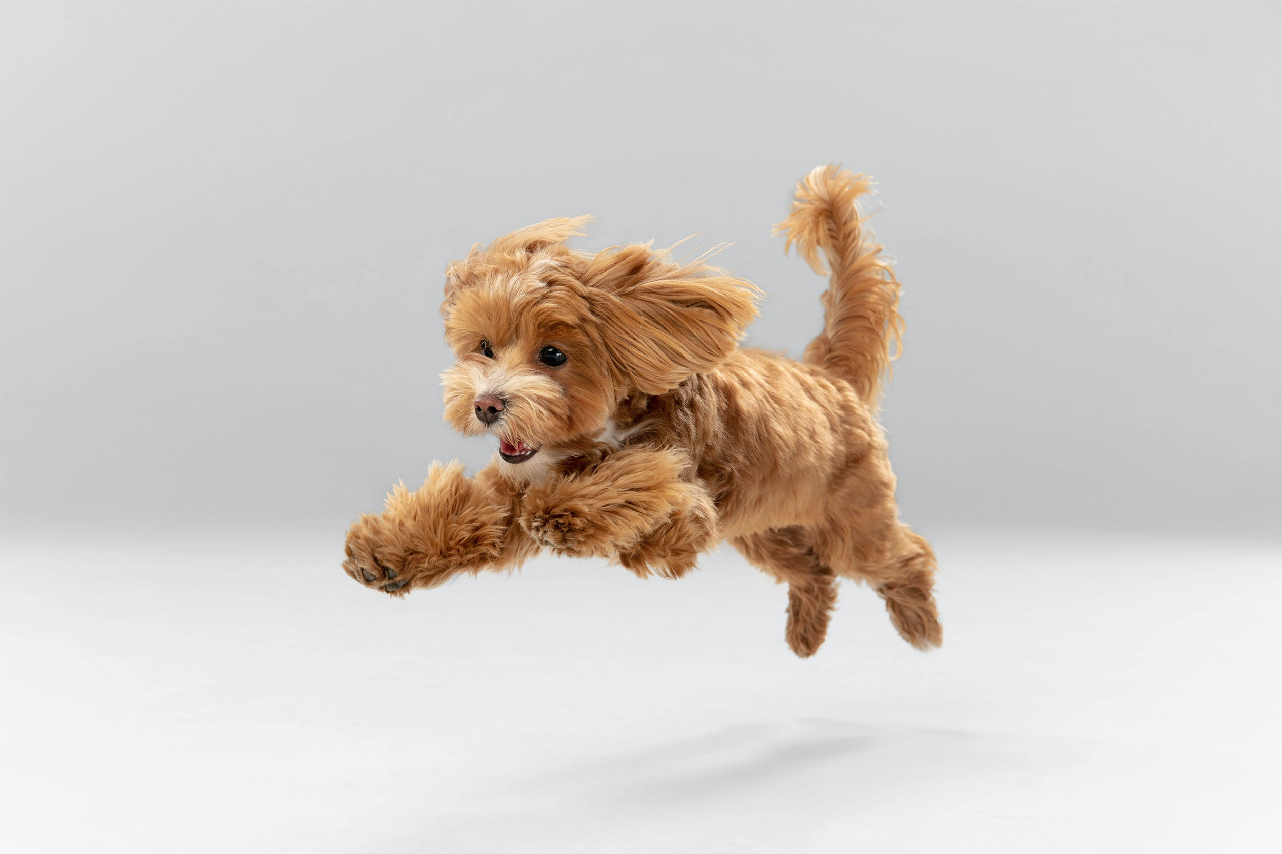【愛犬のストレス解消法】グルーミングとトリミングで日々を快適に！
