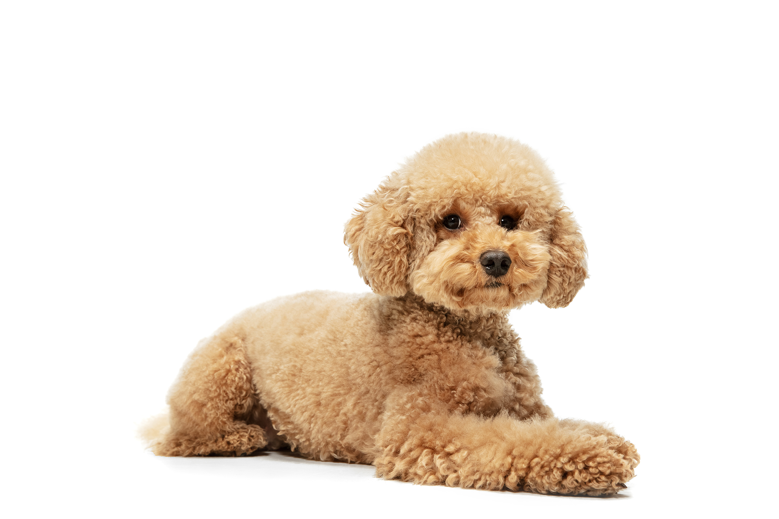 【シニア犬のためのお世話ガイド】歳を重ねた愛犬の健康と快適さを支える方法