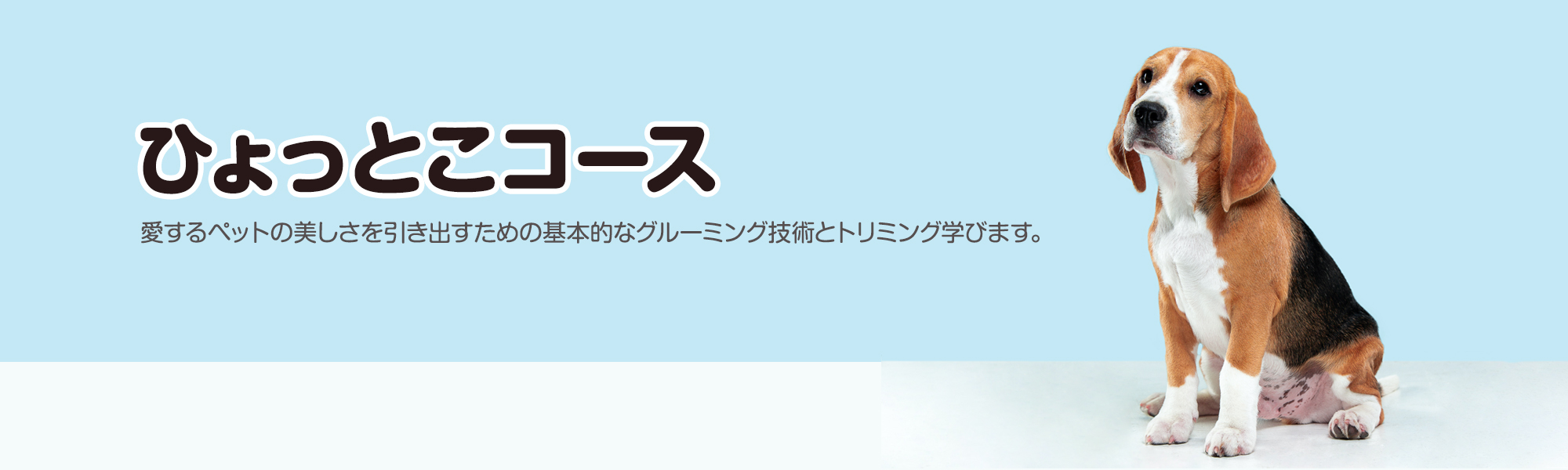 日野市・立川市・八王子市・国立市・町田市・多摩市 自宅訪問型出張トリミングサービス ひょっとこ 愛するペットの美しさを引き出すための基本的なグルーミング技術とトリミング学びます